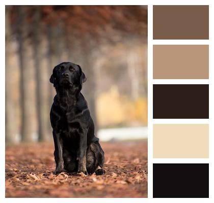 Labrador Retriever Sitting Dog Image